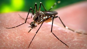 De denguemug (Aedes aegypti), die ook het Zika-virus kan overbrengen.